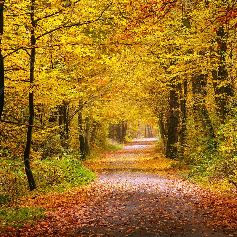Fototapete goldener herbstwaldweg Fototapete goldener herbstwaldweg