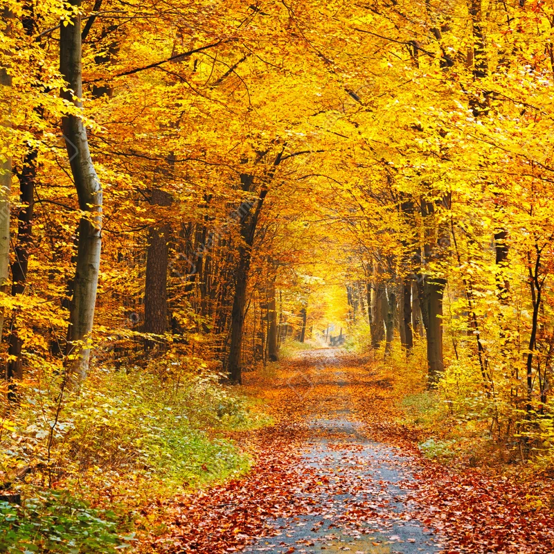 Laptop-Aufkleber goldener herbstwald pfad Laptop-Aufkleber goldener herbstwald pfad