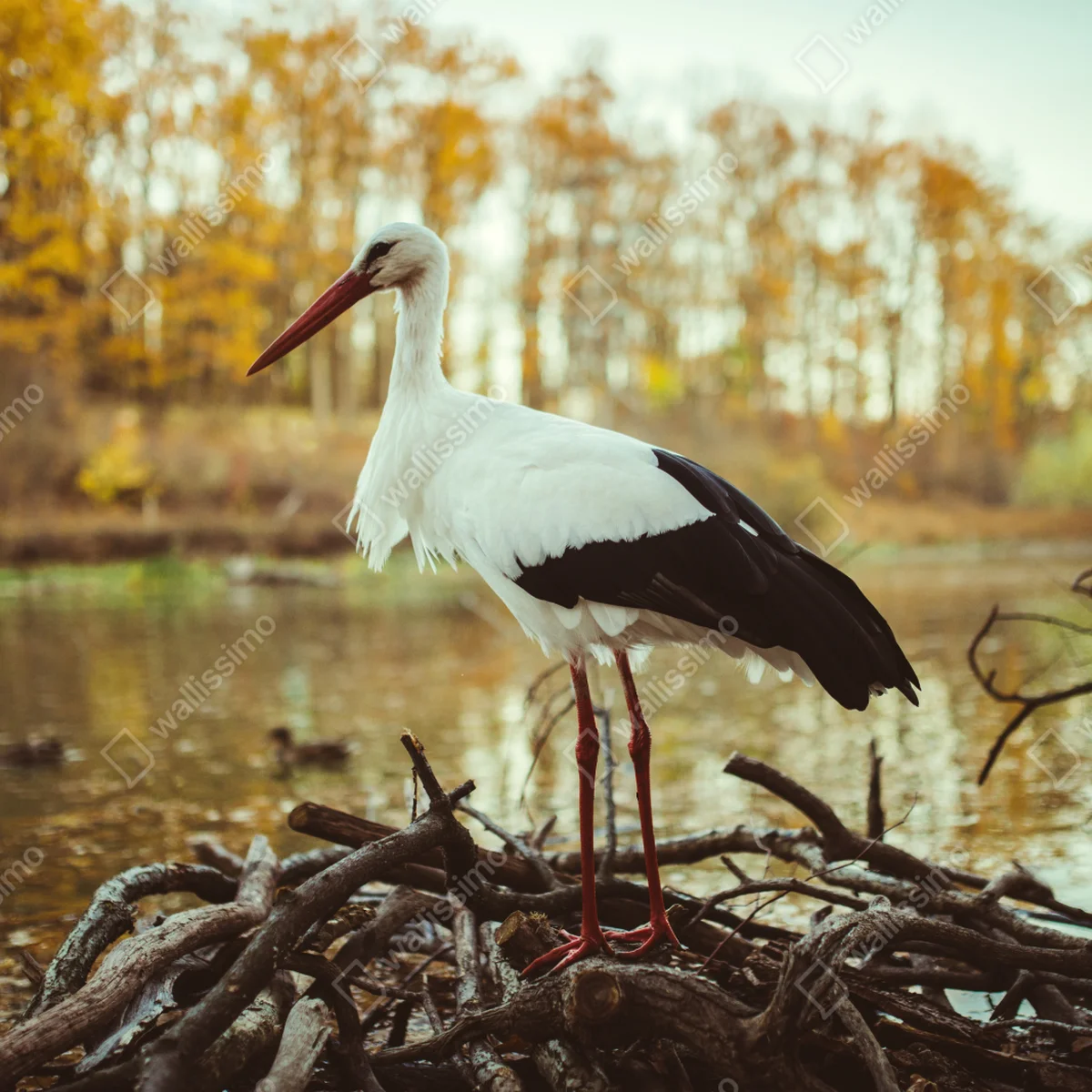 Tischaufkleber und Schreibtischaufkleber weißer storch am herbstlichen see Tischaufkleber und Schreibtischaufkleber weißer storch am herbstlichen see