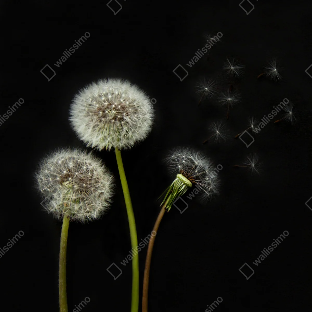 Poster zarte löwenzahnköpfe vor schwarzem hintergrund Poster zarte löwenzahnköpfe vor schwarzem hintergrund