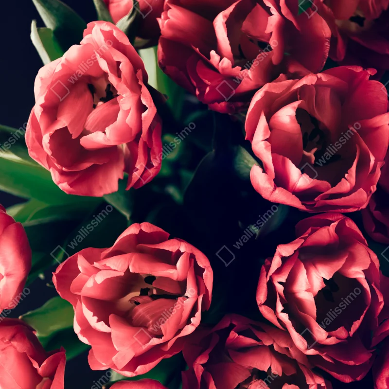 Türaufkleber stimmungsvolles rosa tulpenbukett Türaufkleber stimmungsvolles rosa tulpenbukett