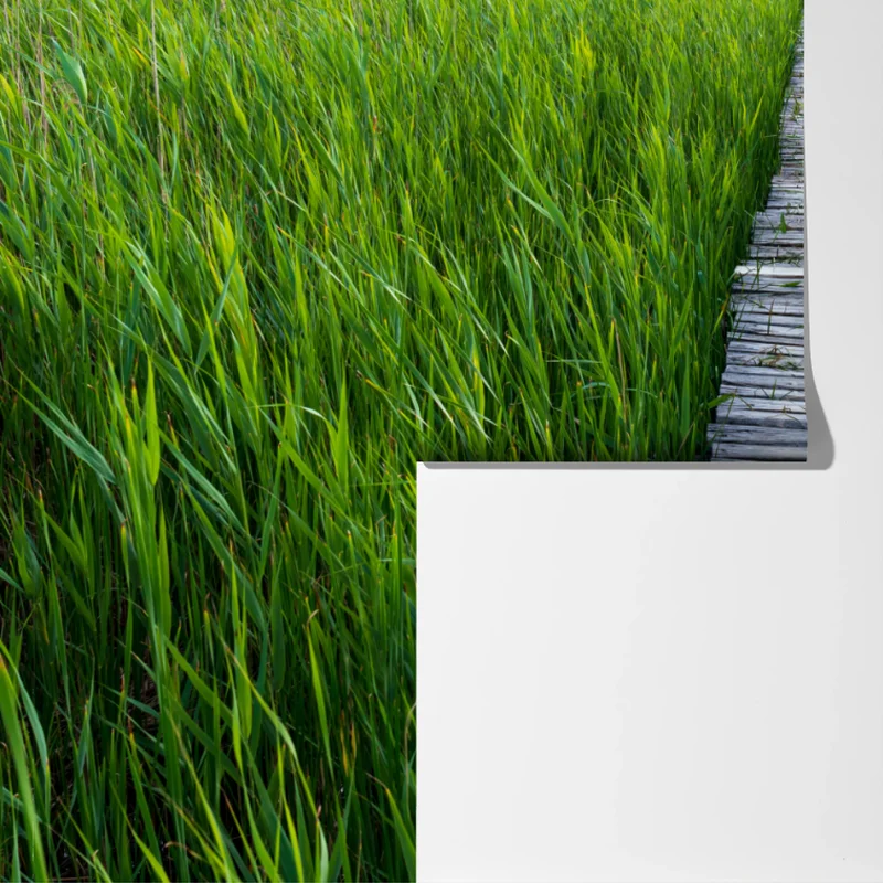 Fototapete ruhiger grüner steg durch schilfland zur rustikalen hütte Fototapete ruhiger grüner steg durch schilfland zur rustikalen hütte