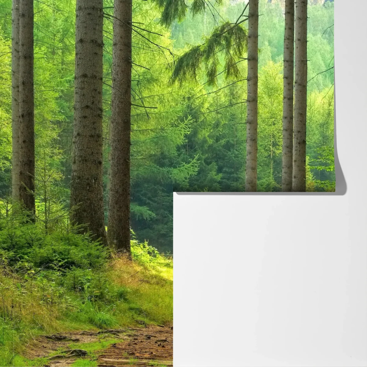 Fototapeta słoneczna ścieżka leśna Fototapeta słoneczna ścieżka leśna