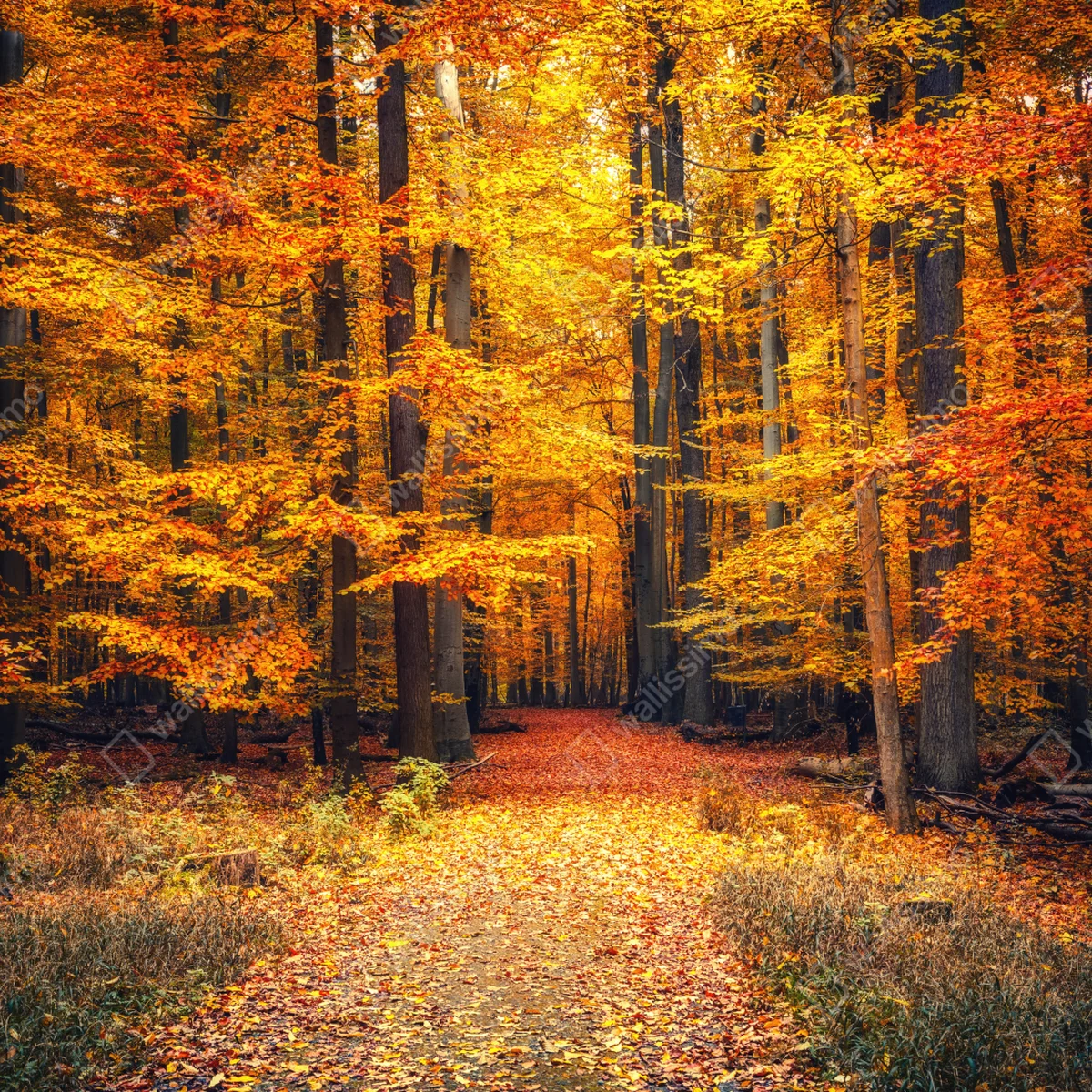 Laptop-Aufkleber herbstlicher waldpfad mit goldenen blättern Laptop-Aufkleber herbstlicher waldpfad mit goldenen blättern
