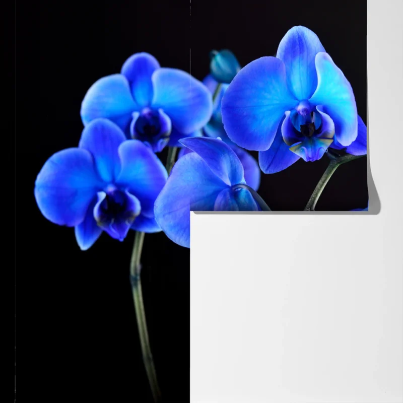 Fototapete leuchtende blaue orchidee vor schwarzem hintergrund Fototapete leuchtende blaue orchidee vor schwarzem hintergrund