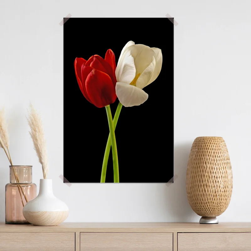 Poster rote und weiße tulpen auf schwarzem hintergrund Poster rote und weiße tulpen auf schwarzem hintergrund