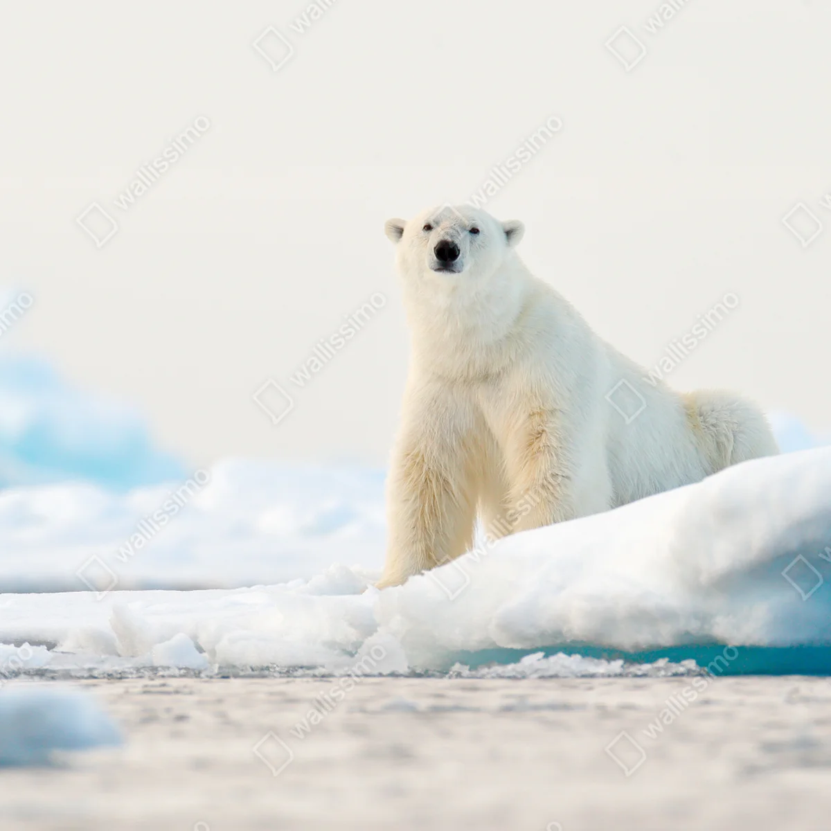Repositionierbarer Aufkleber eisbär auf eis in der Arktis, Svalbard Repositionierbarer Aufkleber eisbär auf eis in der Arktis, Svalbard