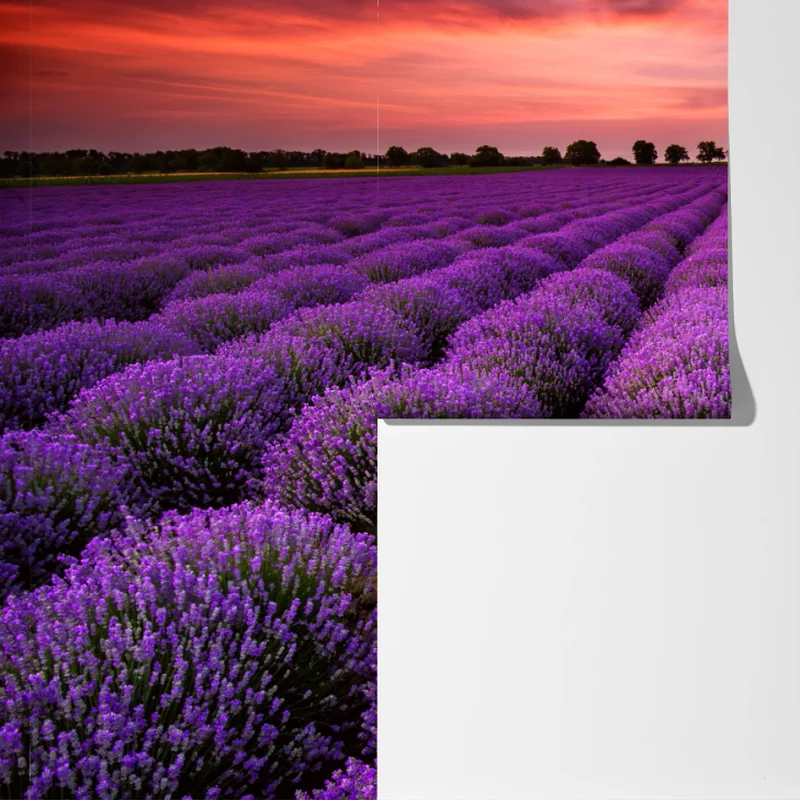 Fototapete lavendelfeld bei sonnenuntergang Fototapete lavendelfeld bei sonnenuntergang