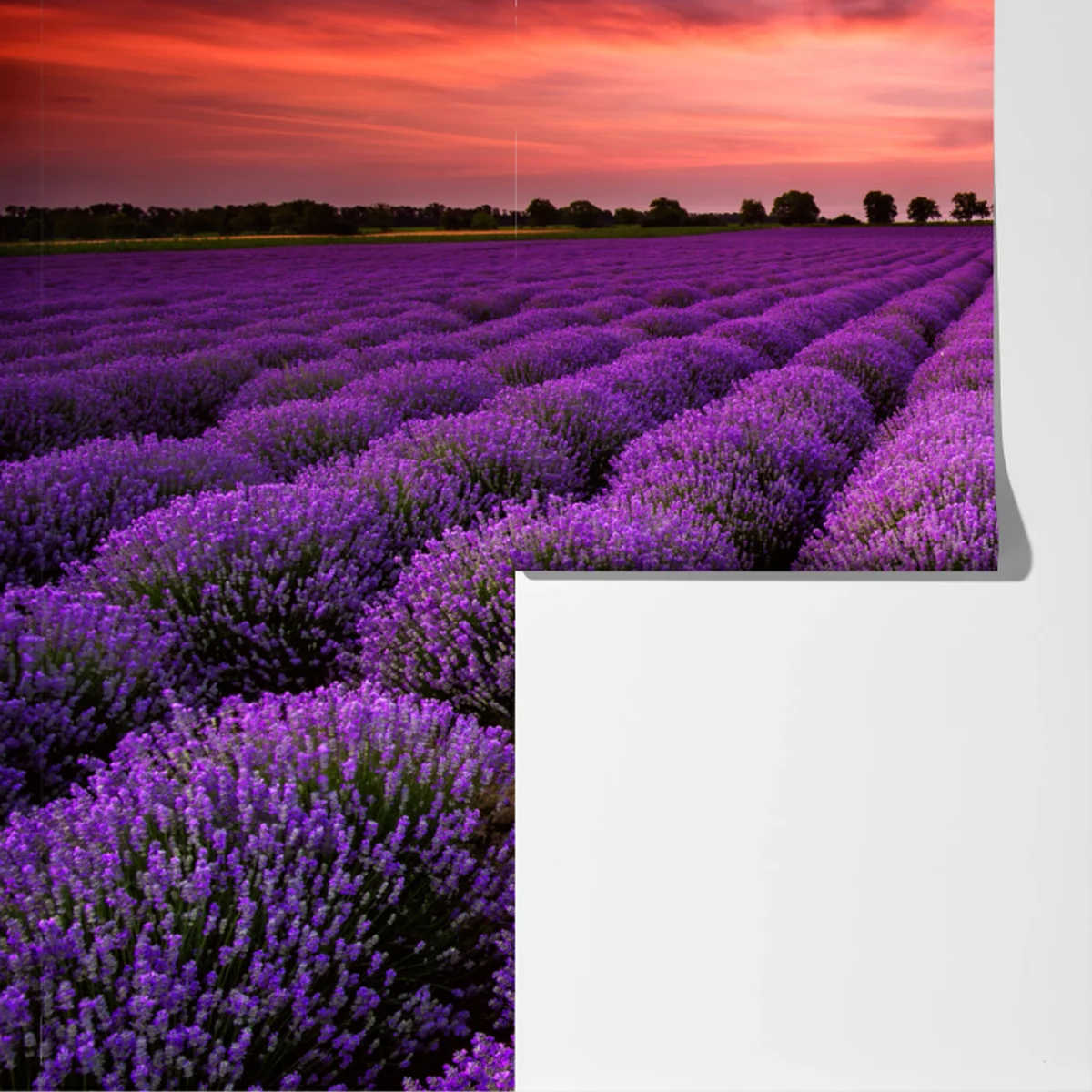 Fototapete lavendelfeld bei sonnenuntergang Fototapete lavendelfeld bei sonnenuntergang