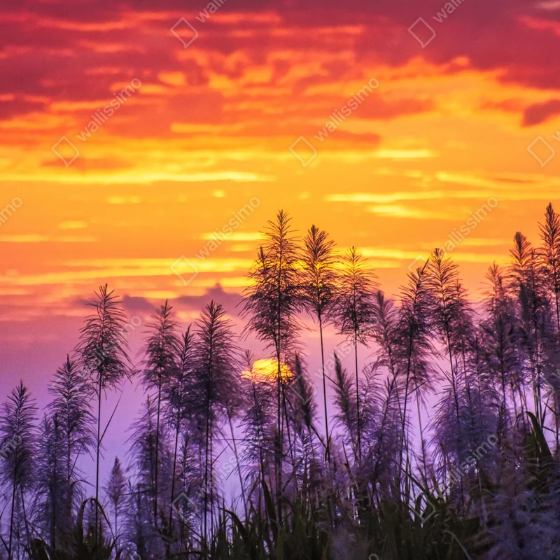 Poster goldener sonnenuntergang über wildgräsern Poster goldener sonnenuntergang über wildgräsern