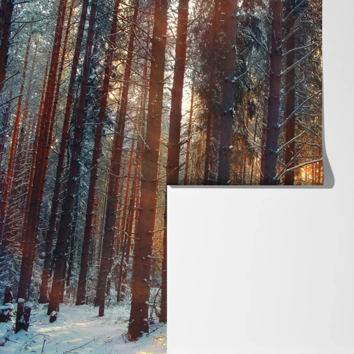 Fototapeta zimowy las o świcie Fototapeta zimowy las o świcie