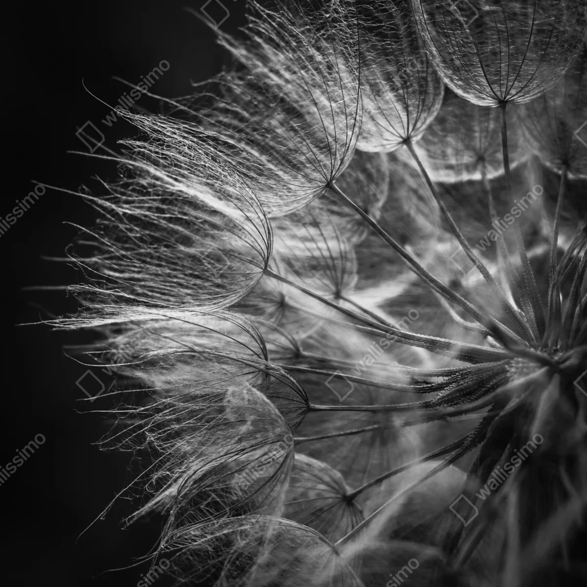 Schrankaufkleber zarter löwenzahn in monochrom Schrankaufkleber zarter löwenzahn in monochrom