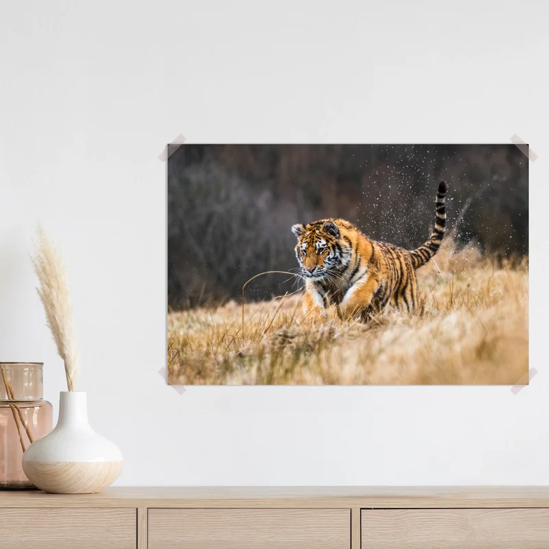 Poster sibirischer tiger in bewegung Poster sibirischer tiger in bewegung