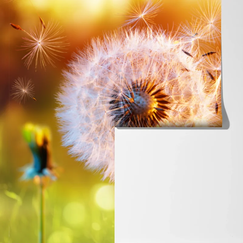 Fototapete goldener löwenzahn im sonnenuntergang Fototapete goldener löwenzahn im sonnenuntergang