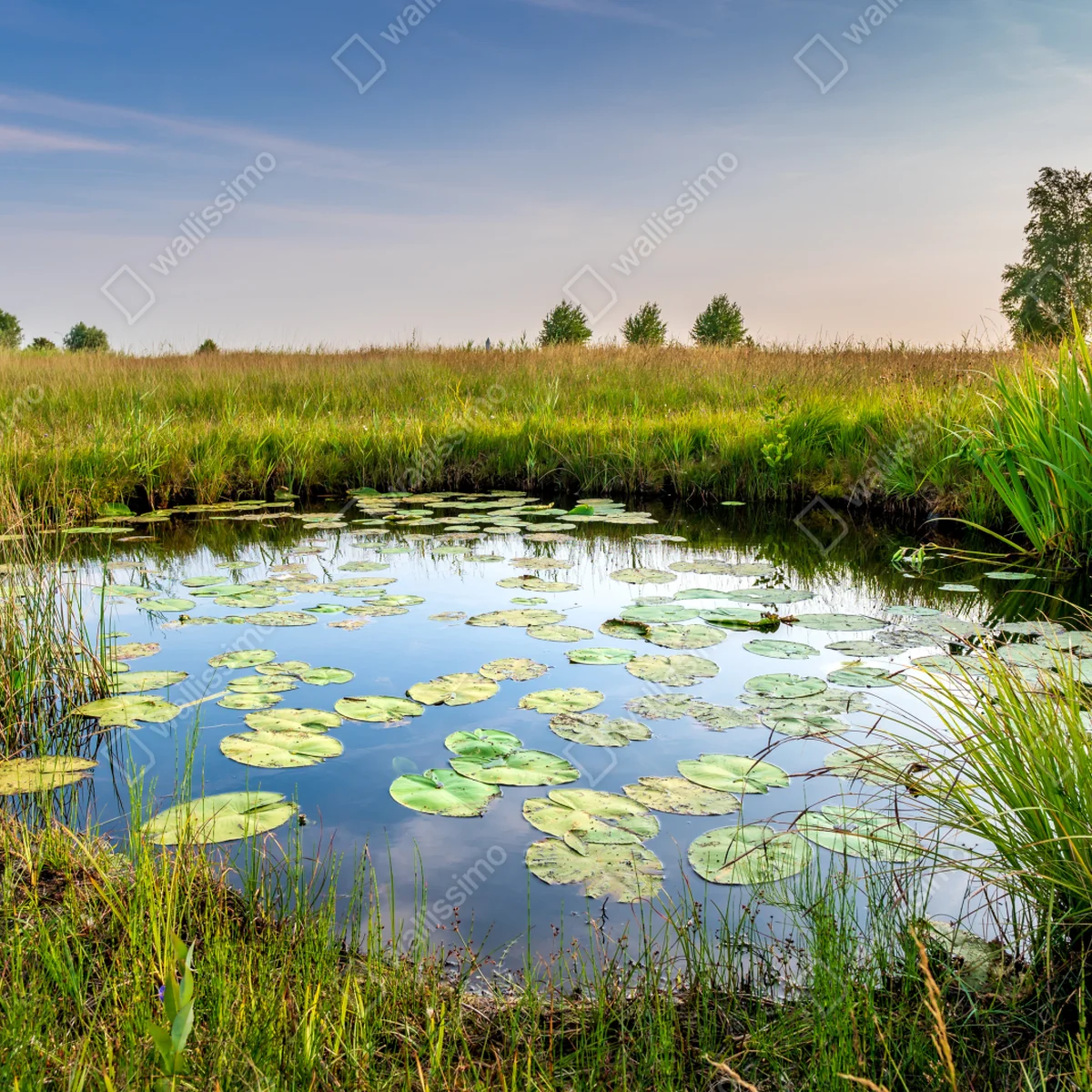 Fototapete ruhiger seerosen-teich in der wiese Fototapete ruhiger seerosen-teich in der wiese