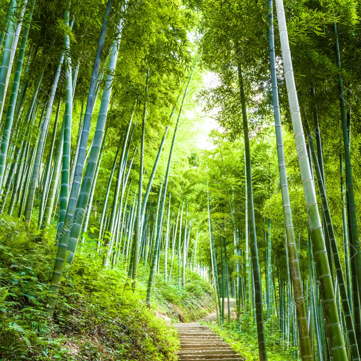 Fototapeta spokojna ścieżka w bambusowym lesie Fototapeta spokojna ścieżka w bambusowym lesie