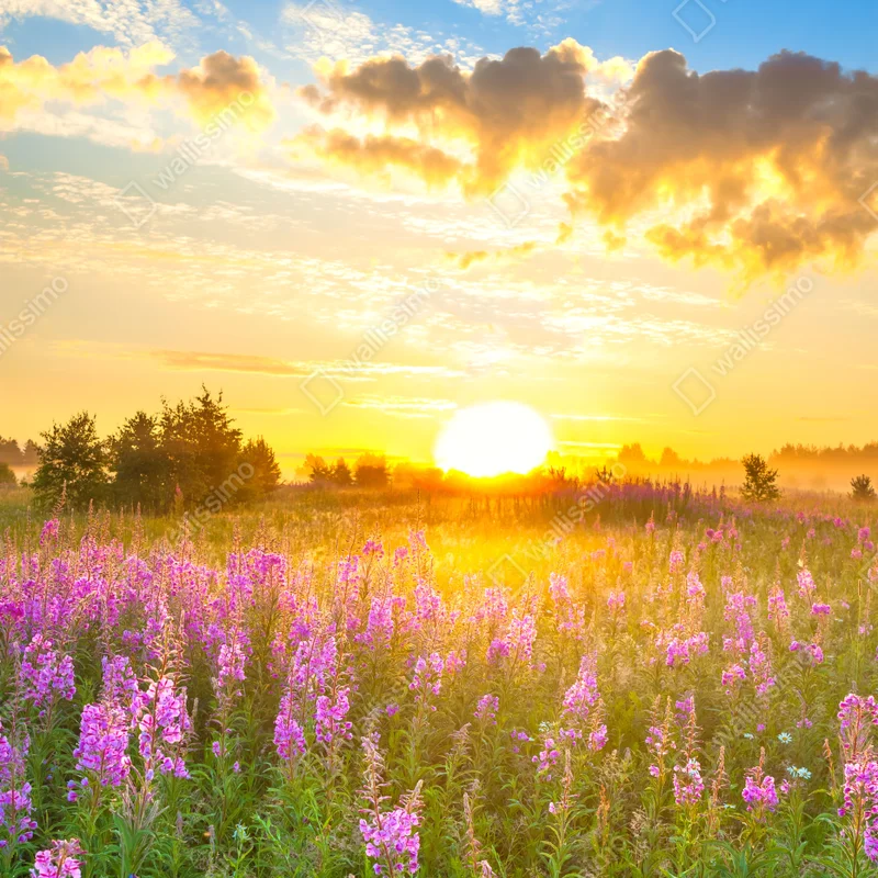 Fototapete sonnenaufgang über violetter wildblumenwiese Fototapete sonnenaufgang über violetter wildblumenwiese