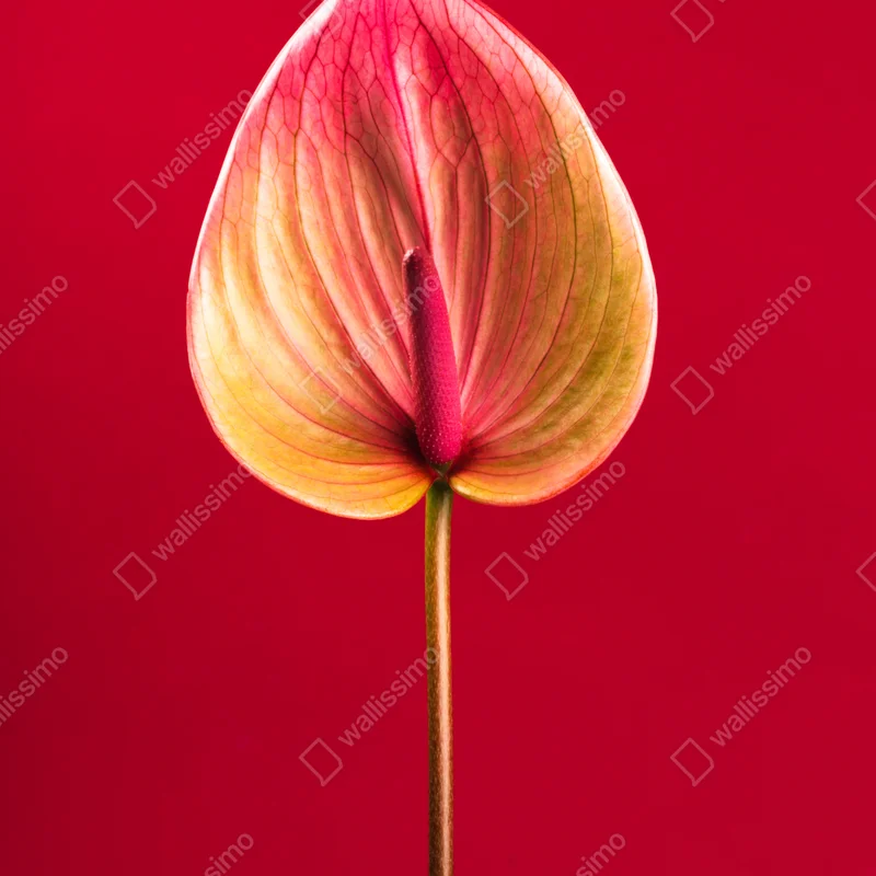 Repositionierbarer Aufkleber elegantes anthurium vor rotem hintergrund Repositionierbarer Aufkleber elegantes anthurium vor rotem hintergrund