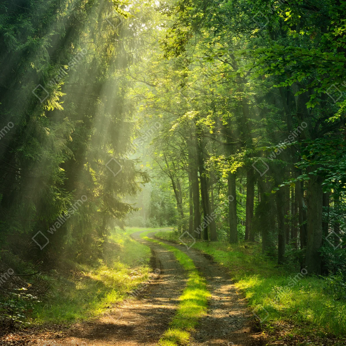 Repositionierbarer Aufkleber sonnenbeschienener waldpfad Repositionierbarer Aufkleber sonnenbeschienener waldpfad