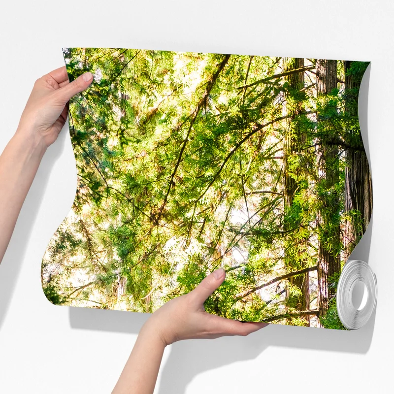 Fototapete majestätischer weg im sekwoienwald Fototapete majestätischer weg im sekwoienwald