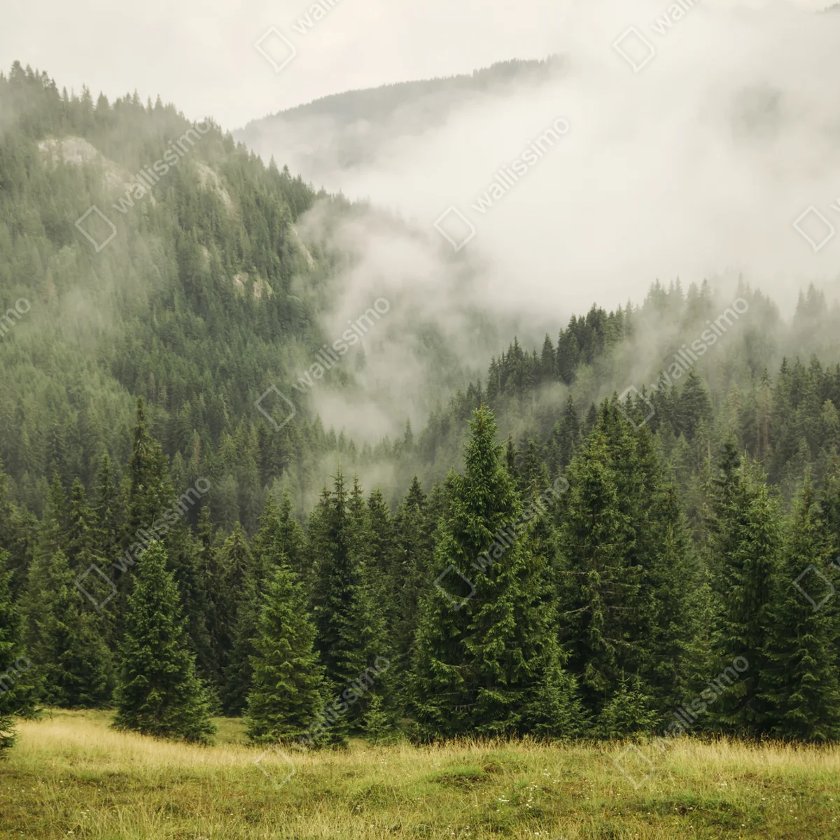 Repositionierbarer Aufkleber nebeliger nadelwald Repositionierbarer Aufkleber nebeliger nadelwald