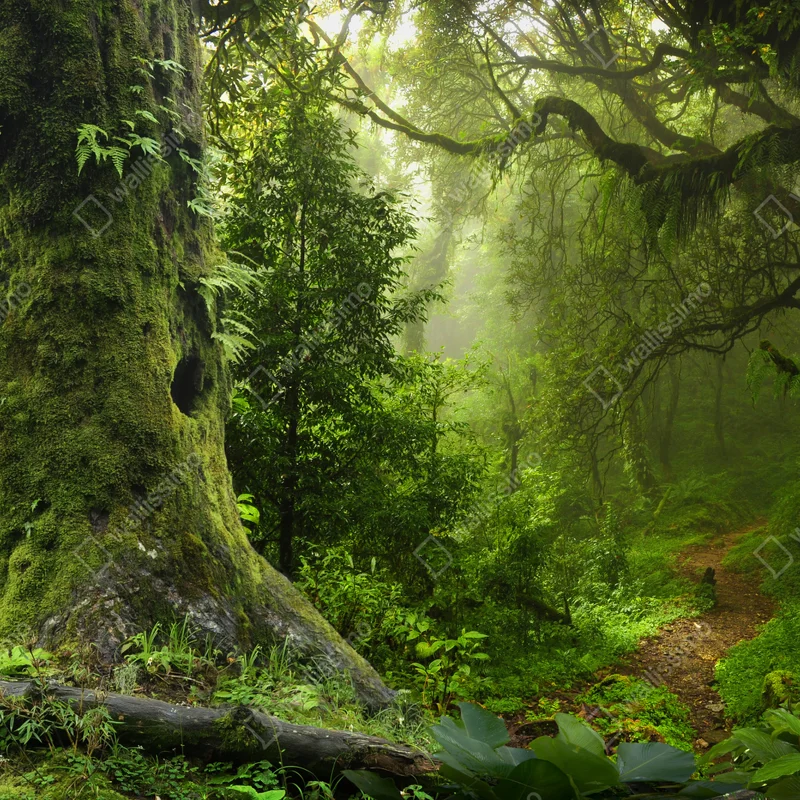 Fototapete moosiger alter waldpfad Fototapete moosiger alter waldpfad
