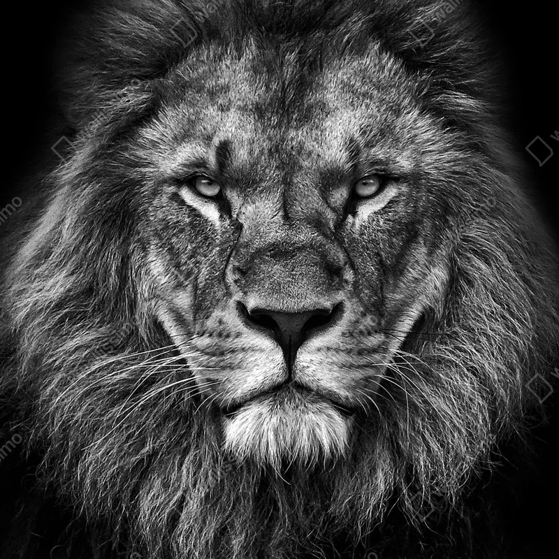 Fototapete majestätisches löwenportrait in monochrom Fototapete majestätisches löwenportrait in monochrom