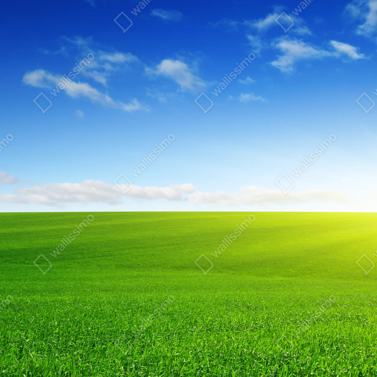 Laptop-Aufkleber sonnenbeschienene grüne wiese im morgenlicht Laptop-Aufkleber sonnenbeschienene grüne wiese im morgenlicht