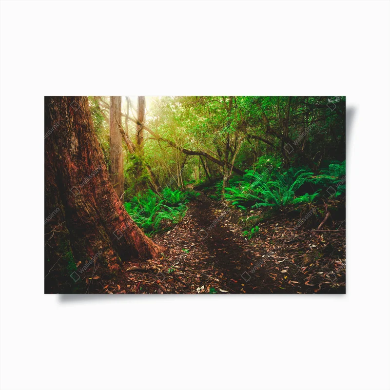 Poster üppiger dschungelpfad in Tasmanien • Poster bei Wallnifity® Poster üppiger dschungelpfad in Tasmanien • Poster bei Wallnifity®