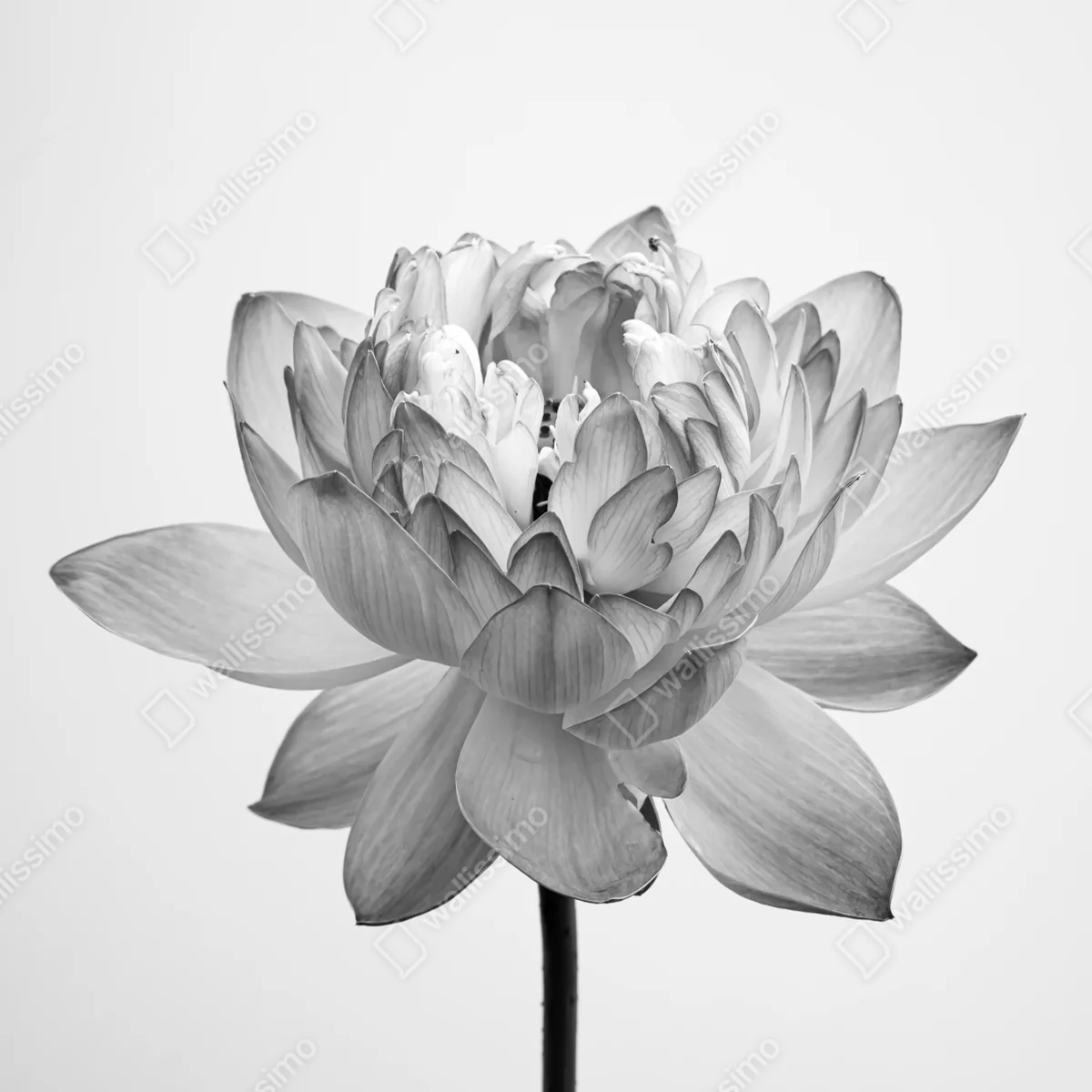 Kühlschrankaufkleber ruhevoller lotus in graustufen Kühlschrankaufkleber ruhevoller lotus in graustufen