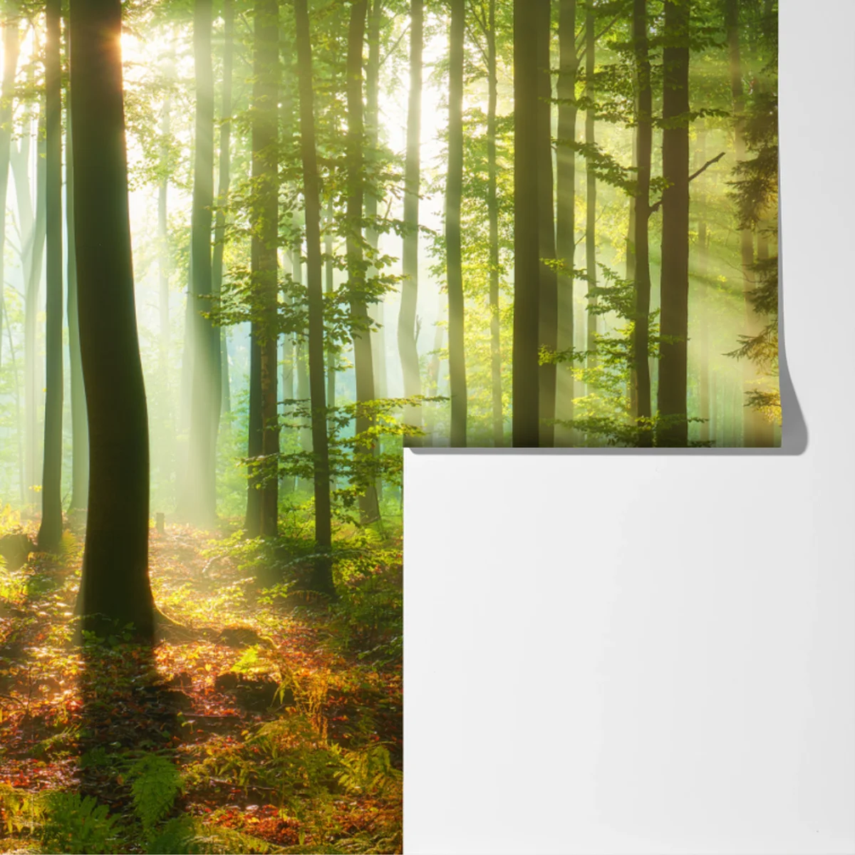 Fototapete morgendliches licht im grünen wald Fototapete morgendliches licht im grünen wald