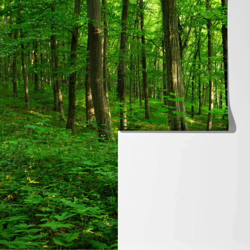 Fototapete sonniger grüner wald im frühling Fototapete sonniger grüner wald im frühling