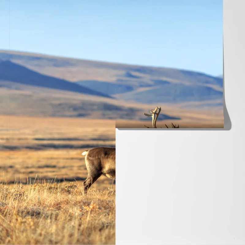 Fototapeta samotny renifer w tundrze w Czukotce Fototapeta samotny renifer w tundrze w Czukotce