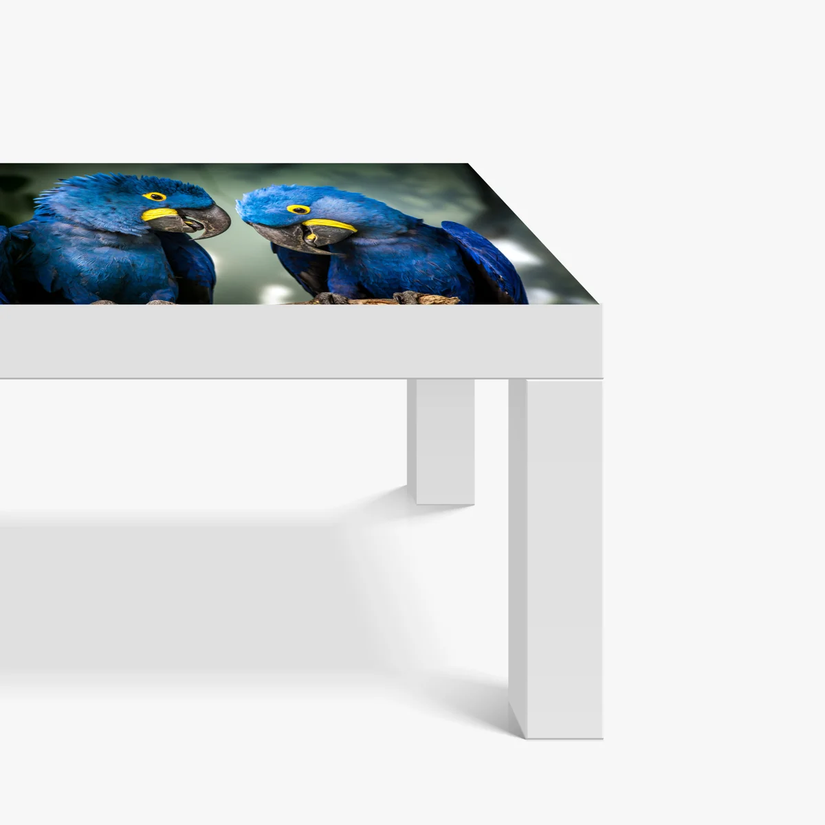 Tischaufkleber und Schreibtischaufkleber paar blauer aras - nahaufnahme Tischaufkleber und Schreibtischaufkleber paar blauer aras - nahaufnahme