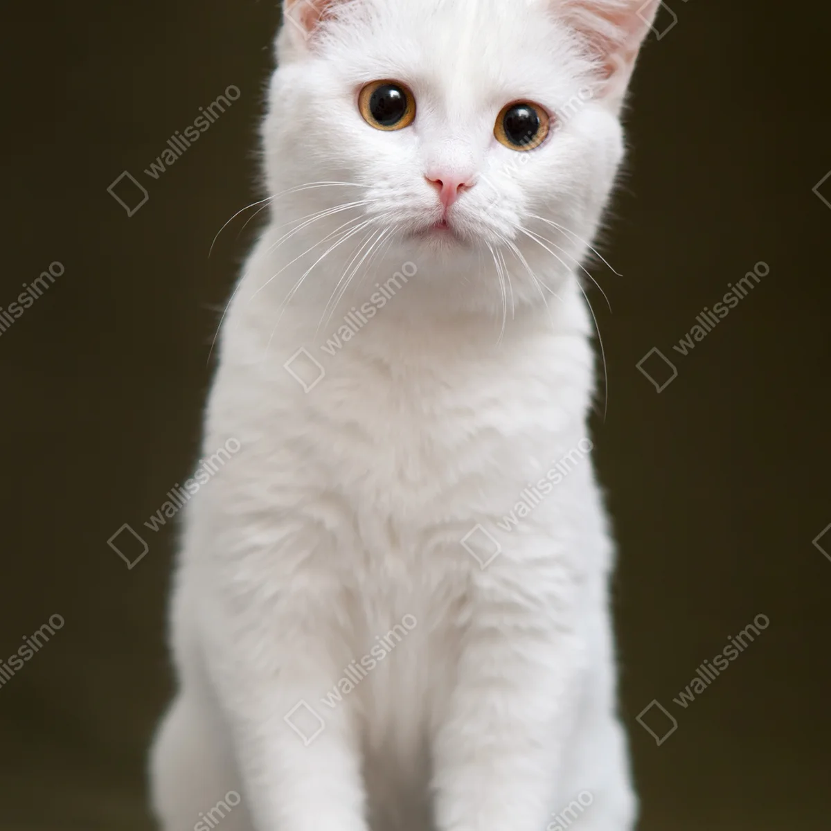 Poster niedliches porträt einer weißen katze Poster niedliches porträt einer weißen katze