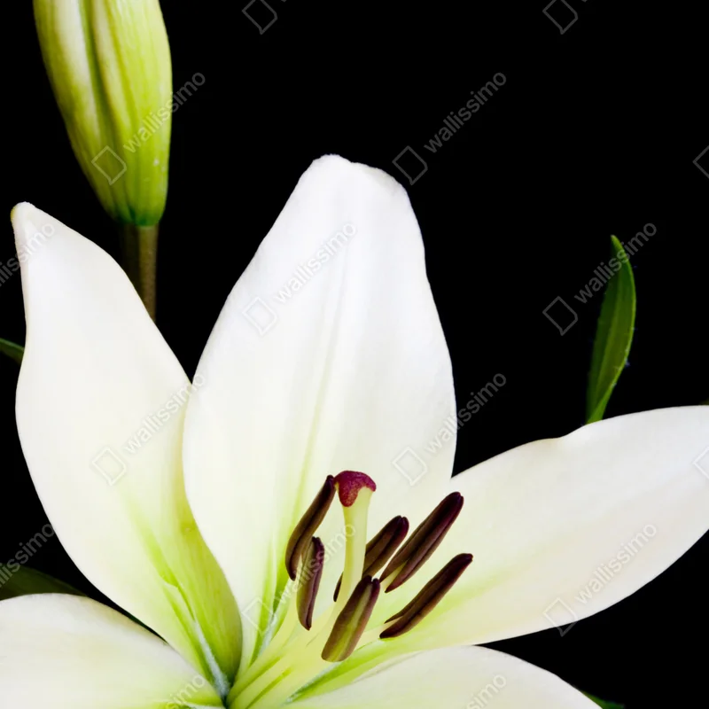 Fensteraufkleber weiße lilie vor schwarzem hintergrund Fensteraufkleber weiße lilie vor schwarzem hintergrund