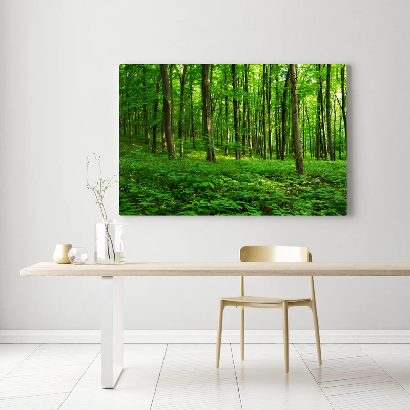 Leinwandbild sonniger grüner wald im frühling Leinwandbild sonniger grüner wald im frühling