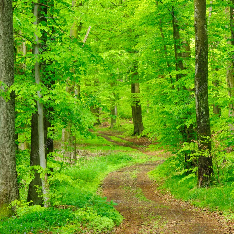 Schrankaufkleber ruhiger waldweg im frühling Schrankaufkleber ruhiger waldweg im frühling