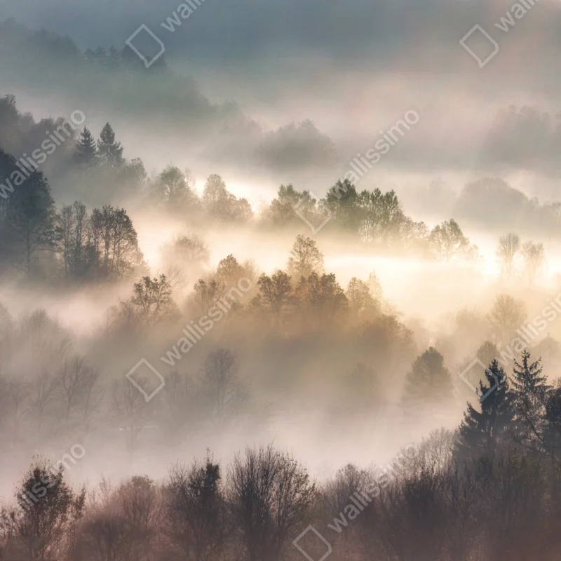 Fototapeta mglisty las o świcie Fototapeta mglisty las o świcie