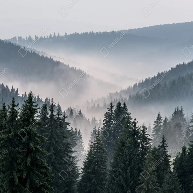 Fototapeta mglisty górski las Fototapeta mglisty górski las