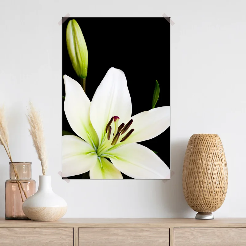 Poster weiße lilie vor schwarzem hintergrund Poster weiße lilie vor schwarzem hintergrund