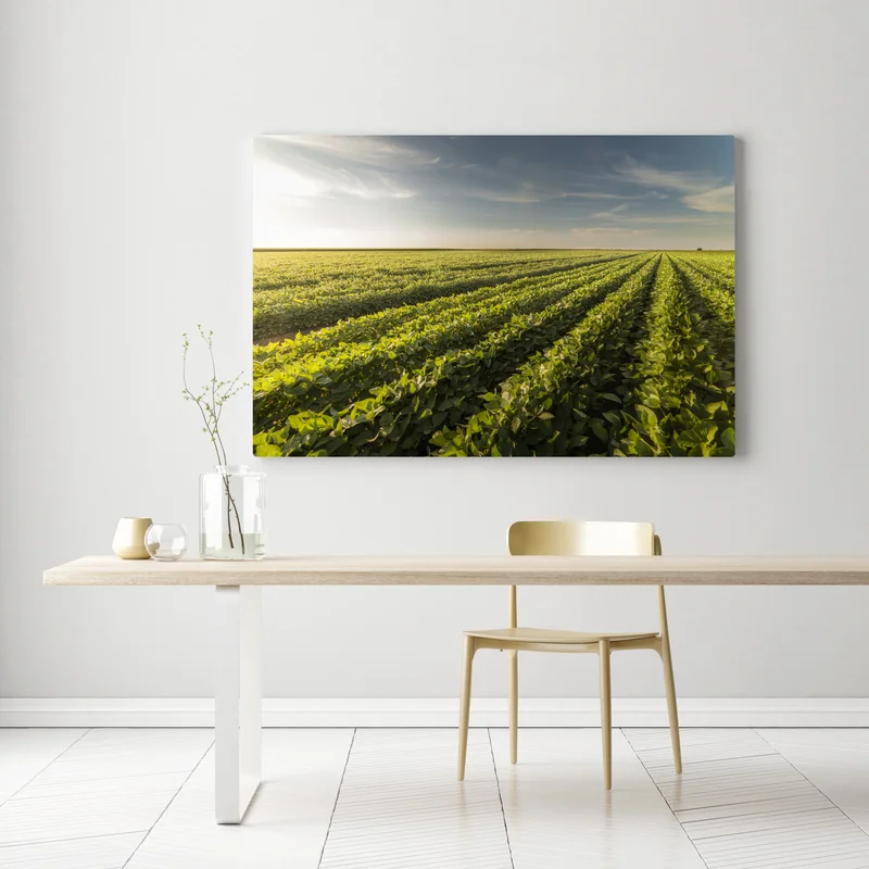 Leinwandbild sonnenbeschienenes sojafeld bei sonnenuntergang Leinwandbild sonnenbeschienenes sojafeld bei sonnenuntergang