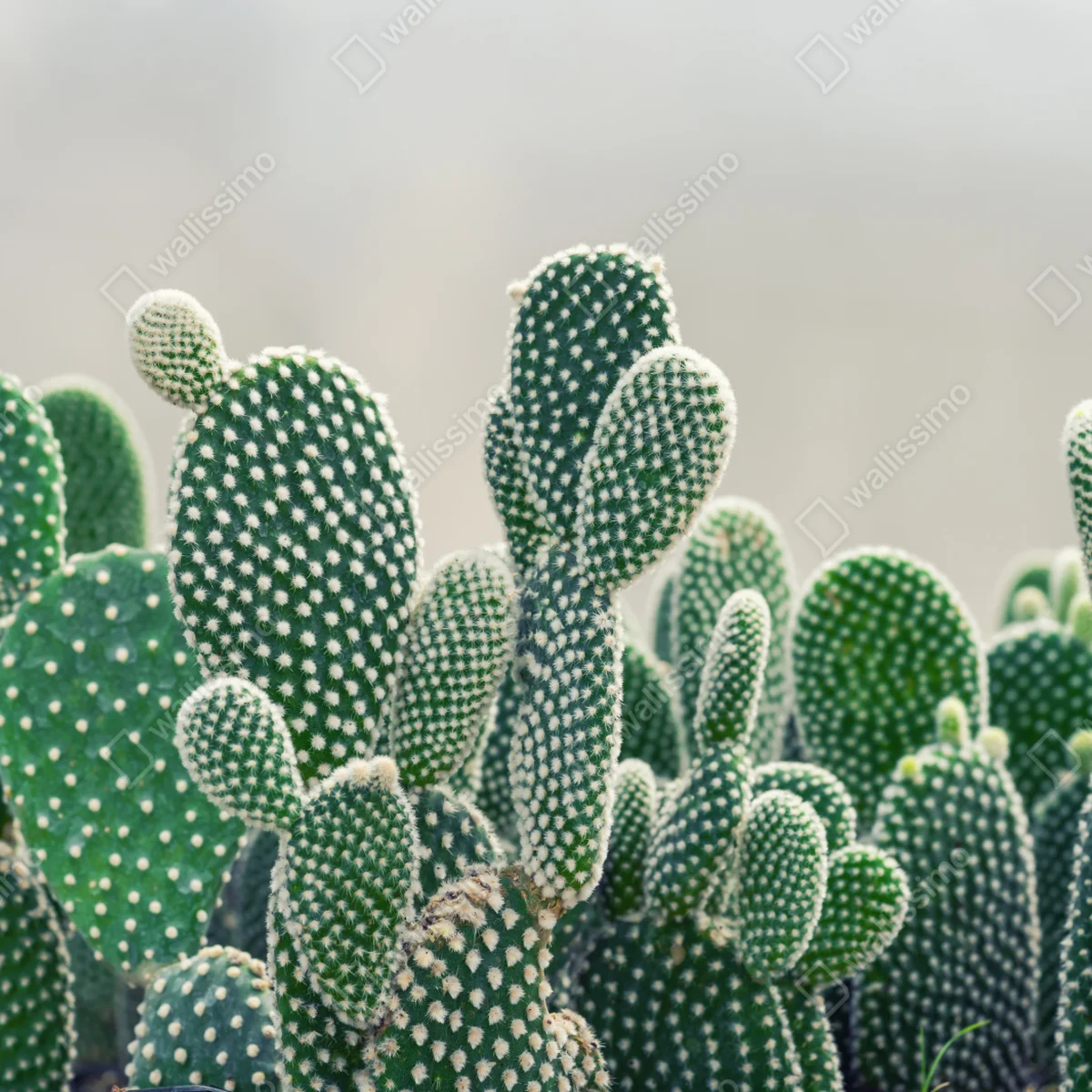 Fototapete nahaufnahme eines opuntienkaktus Fototapete nahaufnahme eines opuntienkaktus