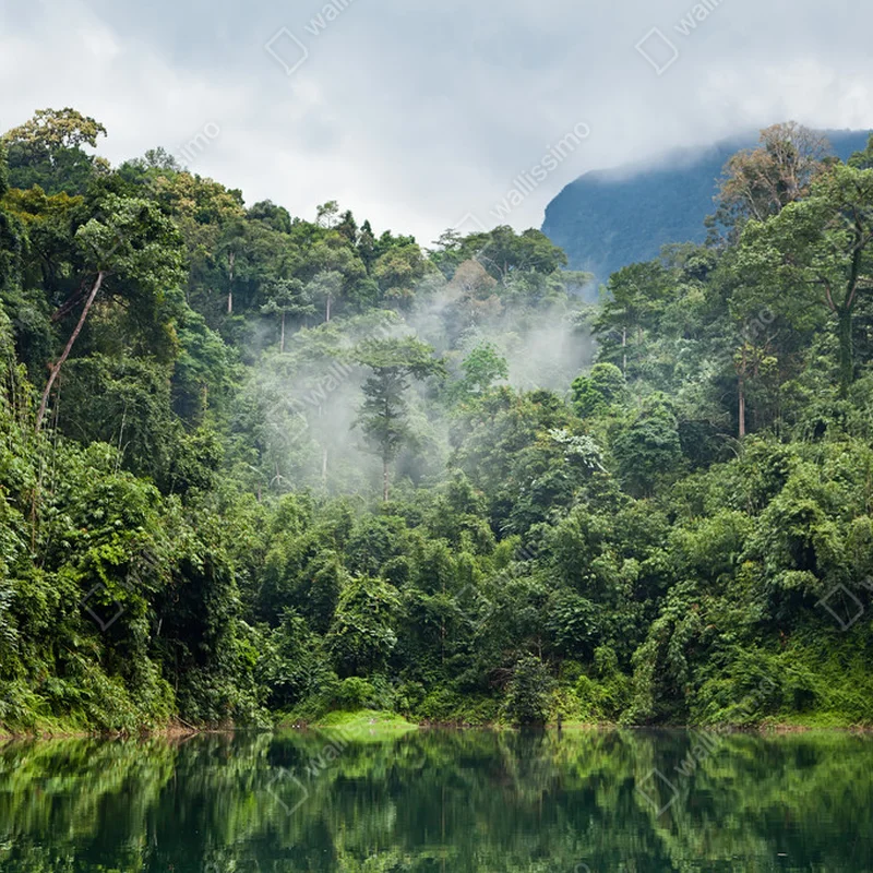 Poster Regenwald • Poster bei Wallnifity® Poster Regenwald • Poster bei Wallnifity®