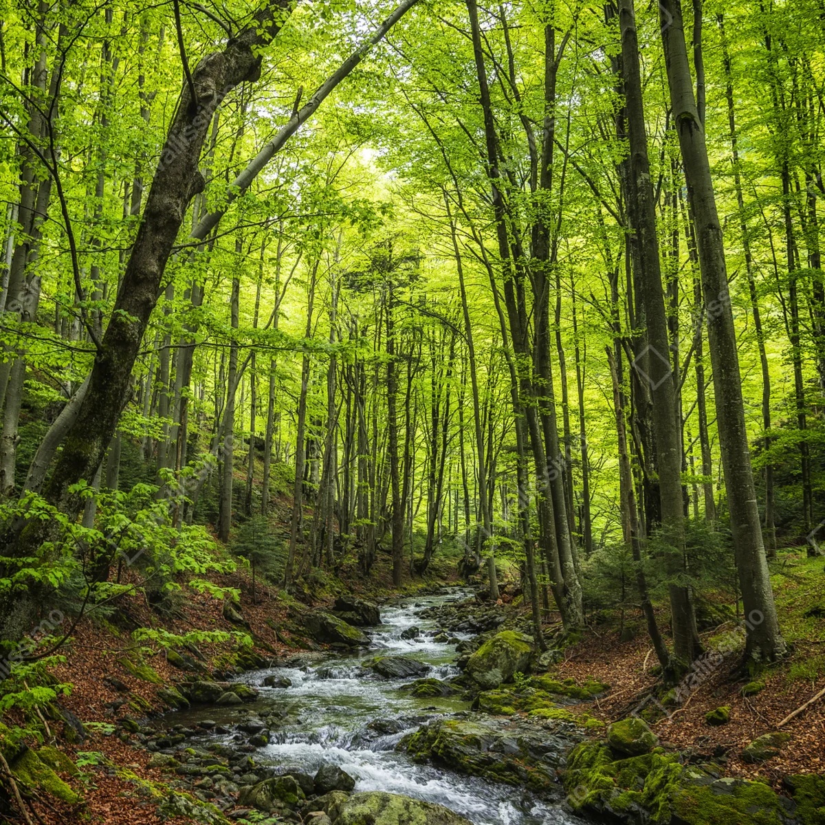 Schrankaufkleber ruhiger grüner waldbach Schrankaufkleber ruhiger grüner waldbach