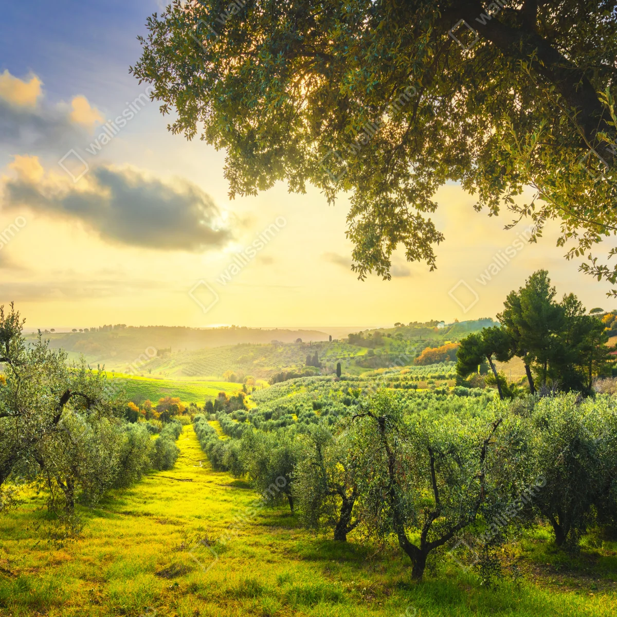 Fensteraufkleber olivenhain bei sonnenuntergang in Maremma, Toskana Fensteraufkleber olivenhain bei sonnenuntergang in Maremma, Toskana