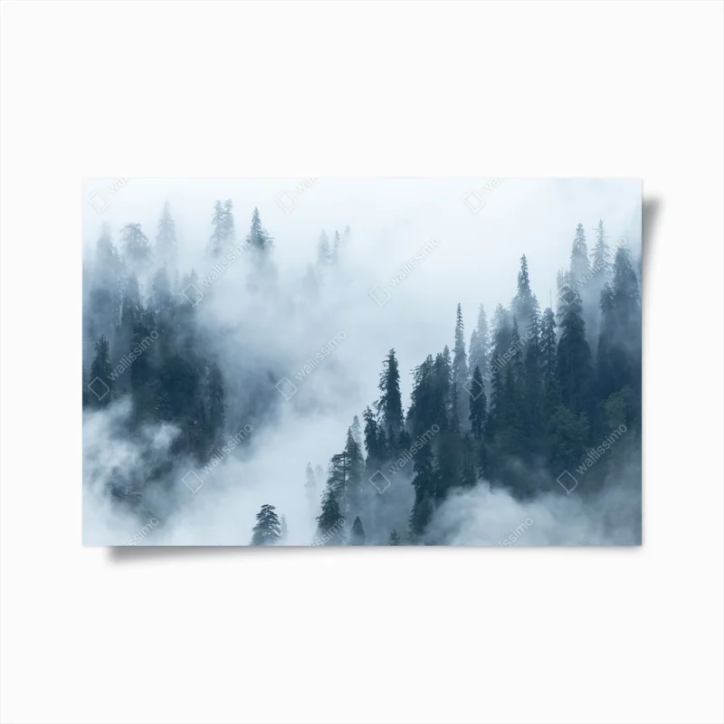 Poster nebliger kiefernwald • Poster bei Wallnifity® Poster nebliger kiefernwald • Poster bei Wallnifity®