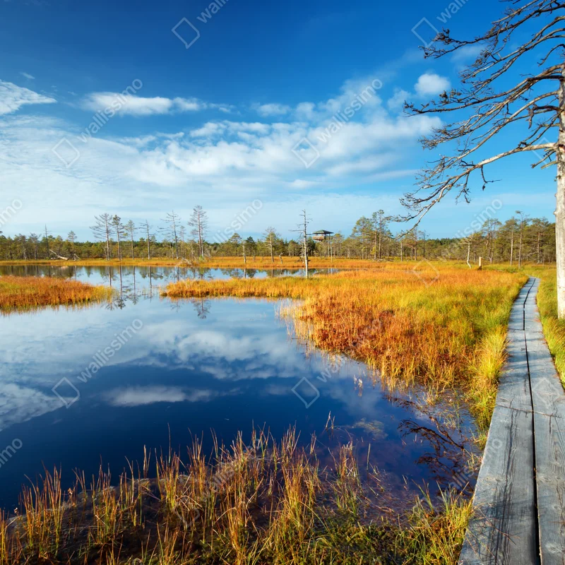 Fensteraufkleber herbststeg über ruhigem moor Fensteraufkleber herbststeg über ruhigem moor