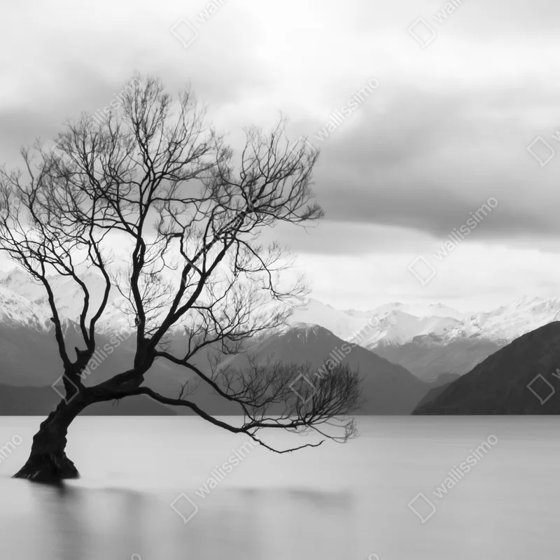 Fototapete einsamer baum im see in schwarzweiß Fototapete einsamer baum im see in schwarzweiß