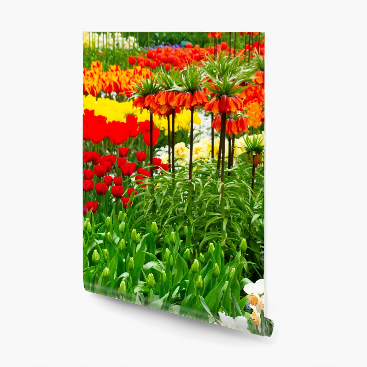 Fototapete lebendiger frühlingsblumengarten Fototapete lebendiger frühlingsblumengarten